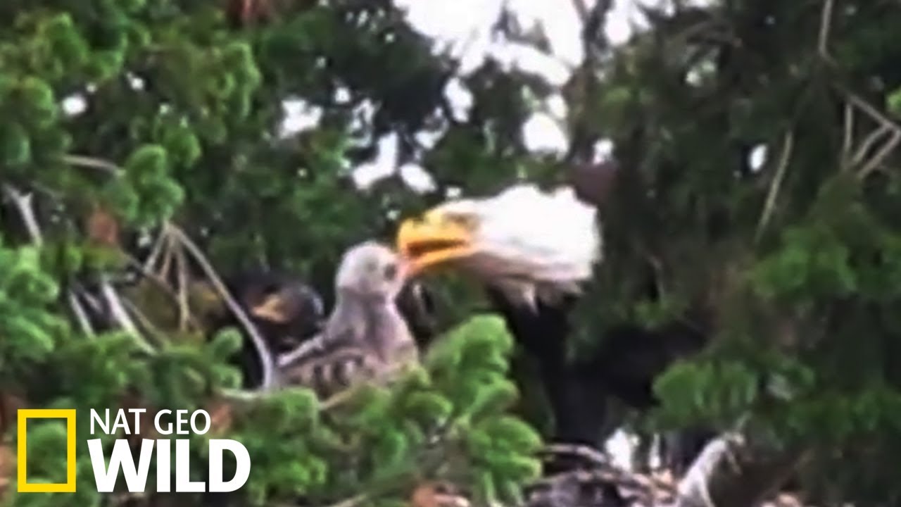 Un couple d'aigles chauves accueille une buse