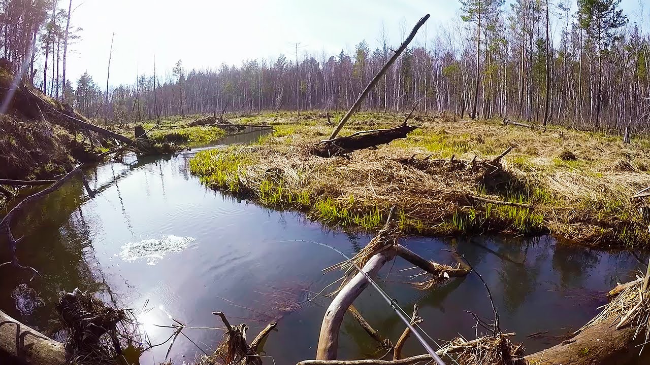 Первая рыбалка сезона и сразу трофей! Щука весной на малых реках .Рыбалка на спиннинг