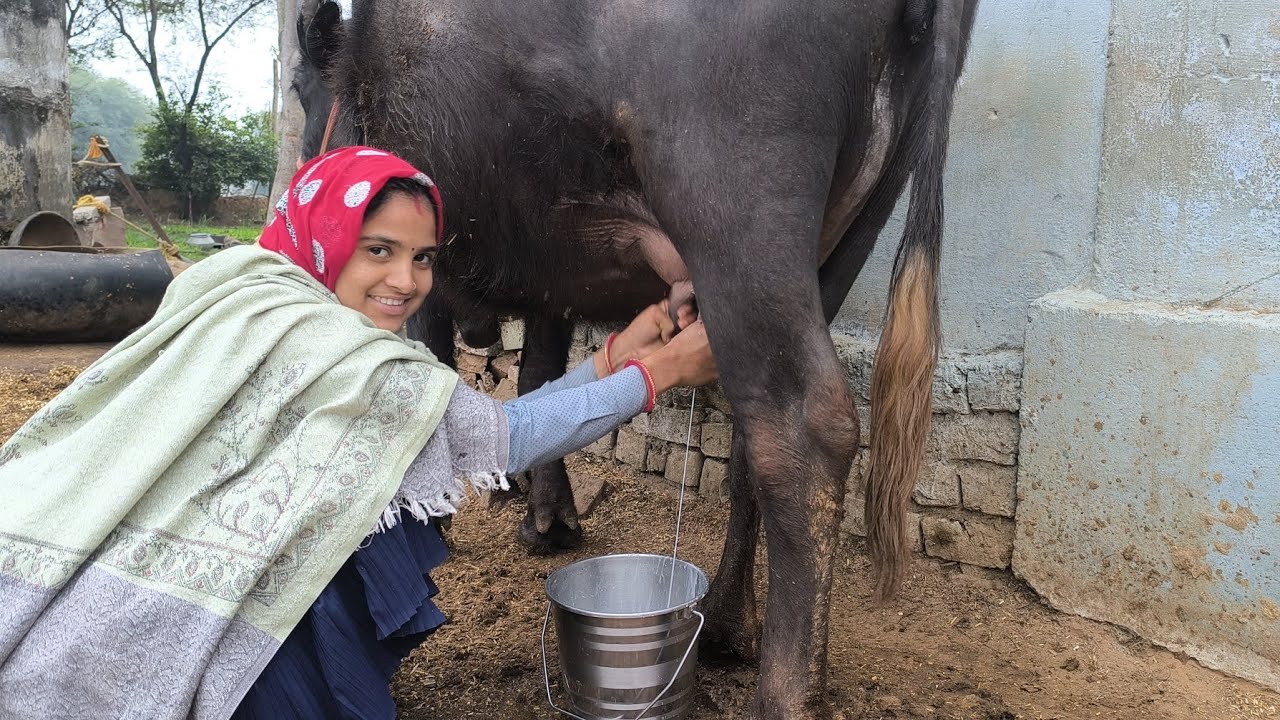भैस का दूध || bhais milk BuffaloMilk, DairyFarm, || BuffaloBusiness || #Buffalo #WaterBuffalo most