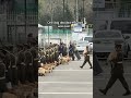 Dog Stops Walking During Parade