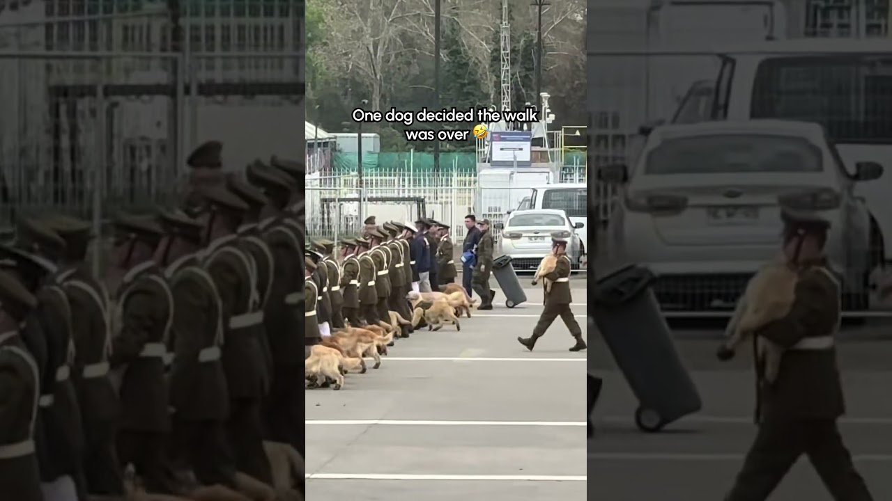 Dog Stops Walking During Parade