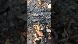 Treasure Island Florida 2018 Red Tide killed everything