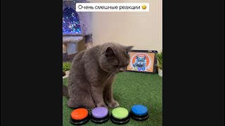 Говорящий Смешной Кот Забывный Котик #говорящийкот #кот #talkingcat #trainingcat #дрессировкакота