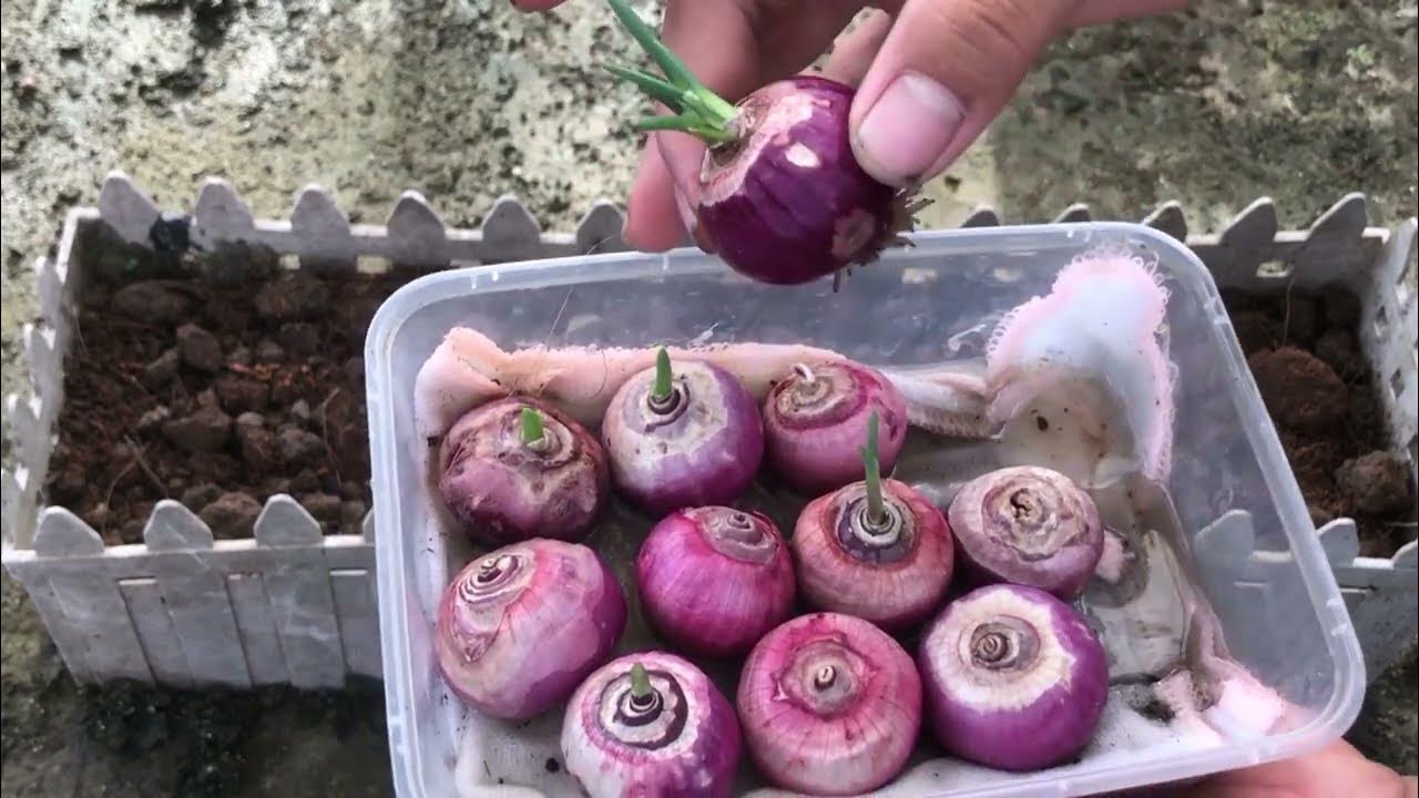 Growing purple onions with bulbs at home TEP GARDEN & COOKING YouTube
