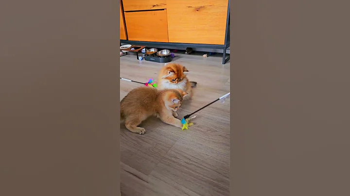 Video 8437911: british shorthair golden kitten, adorable british shorthair kitten, beautiful british shorthair kitten, british long hair kitten, cat kitten