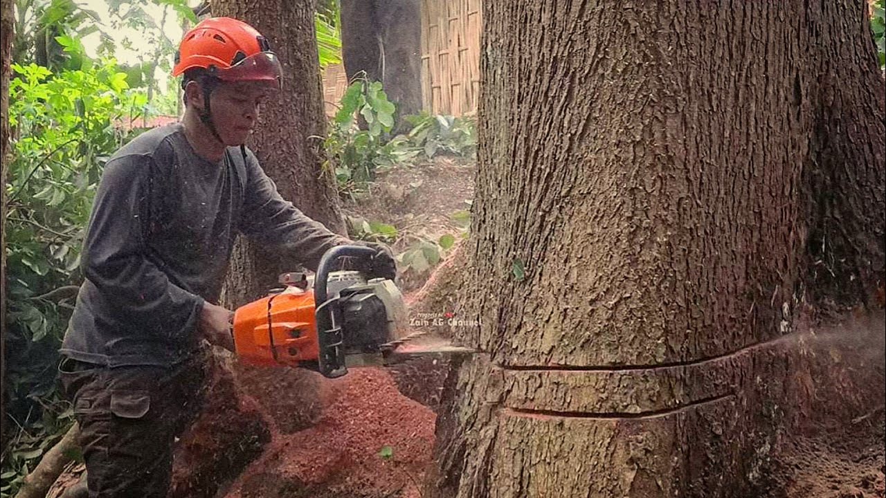 Dangerous !! Tall Mahogany Tree Leaning towards the House - YouTube