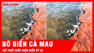 Nước biển hai màu ở Cà Mau, lý giải bất ngờ từ lãnh đạo? | Tin tức