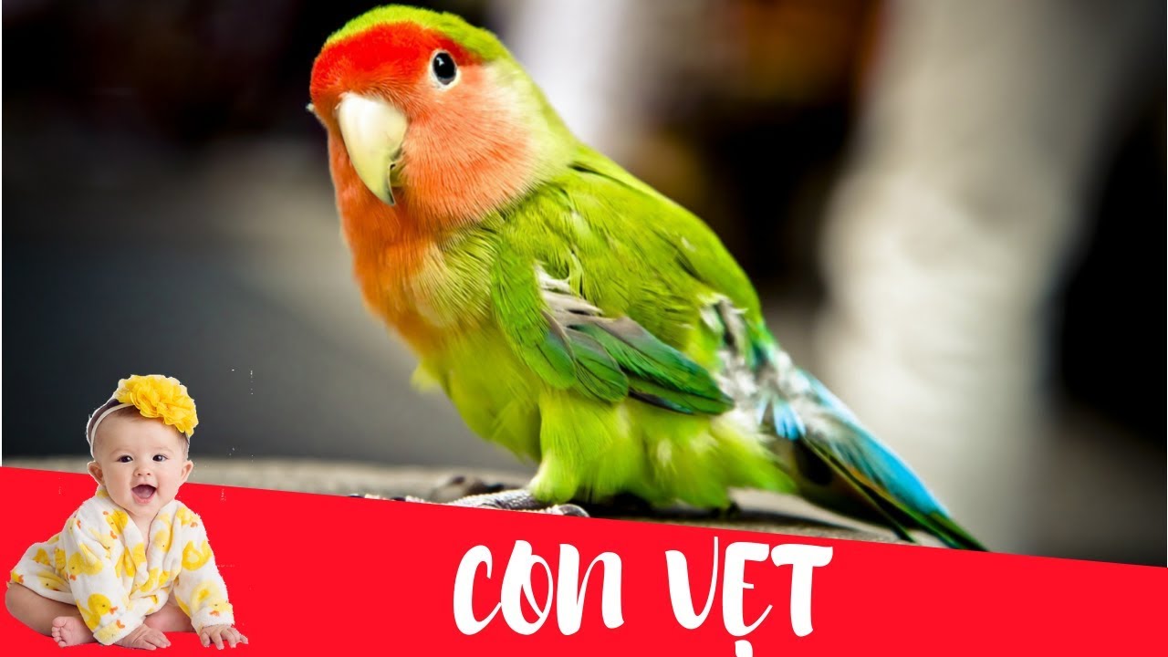 Con Vẹt Vẹt Cockatiel  hình ảnh con vẹt png tải về  Miễn phí trong suốt  Vết png Tải về