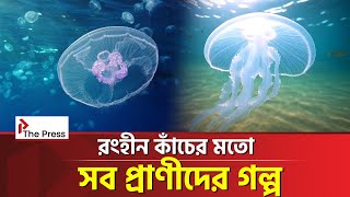 রঙহীন এই প্রাণীগুলো কীভাবে বেঁচে আছে সমুদ্রে ? | Colorless Animals | The Press