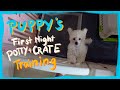 First Night with a New Puppy- Realistic Potty &amp; Crate Training | Winter Series| The Poodle Mom