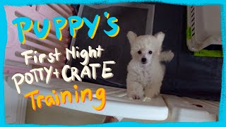 First Night with a New Puppy Realistic Potty & Crate Training | Winter Series| The Poodle Mom