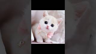Cute Kitty Ai Generated Beautiful Cat