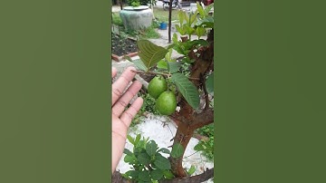 Cutting Guava Tree To Fast Big#shorts