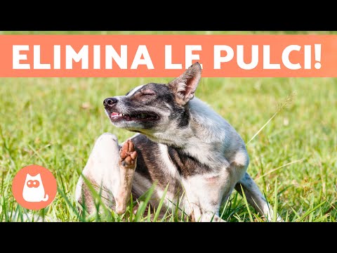 Video: Far cadere questa ciotola di cibo nel tuo cane potrebbe aiutare con prurito della pelle dolorosa