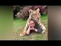 Cute Lions/Tigers/Cheetah Videos Compilation Cutest Animals Moments