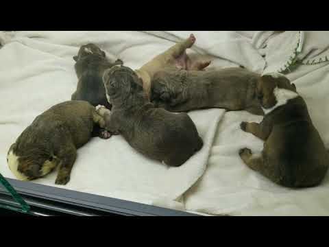 English bulldog puppies upload image