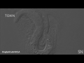 Maternal toxin affects nematode feeding  science news