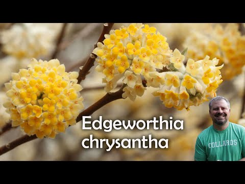 Video: Edeworthia Paperbush Plants - Learn How To Grow A Paperbush In The Garden