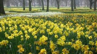 Miniatura de vídeo de "Brothers Four - Seven Daffodils"