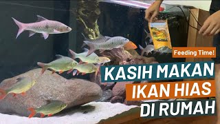 PAKAN IKAN HIAS SIMPEL PRAKTIS (Update Sebagian Ikan Hias di Rumah)