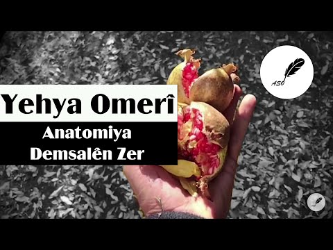 Yehya Omerî - Anatomiya Demsalên Zer (Deng: Qeyso) [Binnivîs]