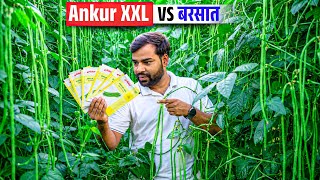 बरसात में लगाओ अंकुर XXL | मिलेगी बम पैदावार और तगड़ा मुनाफ़ा | Ankur XXL Barbati 