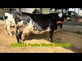 50524 pashu mandi dabwali