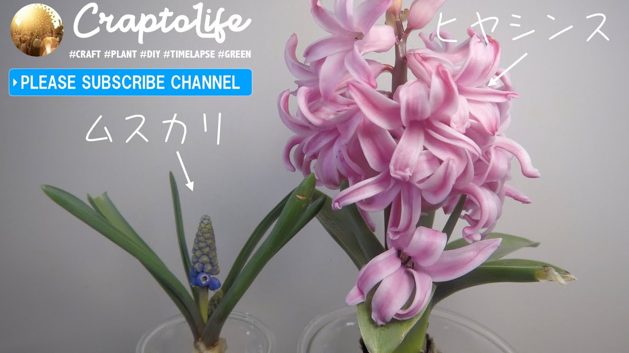 ヒヤシンスとムスカリの水耕栽培の開花 タイムラプス Hyacinth Muscari Flowering Timelapse Youtube