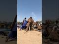 الطريقة المذهلة التي يركب بها القرويون الجمل على عربة