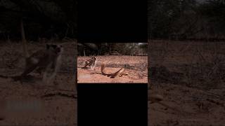 Mongoose VS snake Fight #shorts #snake #snakevideo #snakevsmongoose #viralvideo