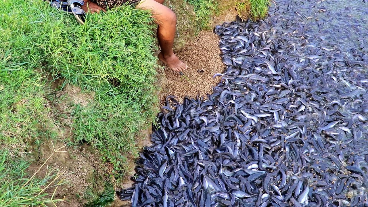 Grow Out Culture Of Catfish From In Asia Million Baby Catfish Eating