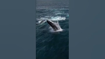 سورة الأعلى || sourate Al_A'la ||, سبح اسم ربك الأعلى الذي خلق فسوى|| القرآن راحة نفسية واطمئنان