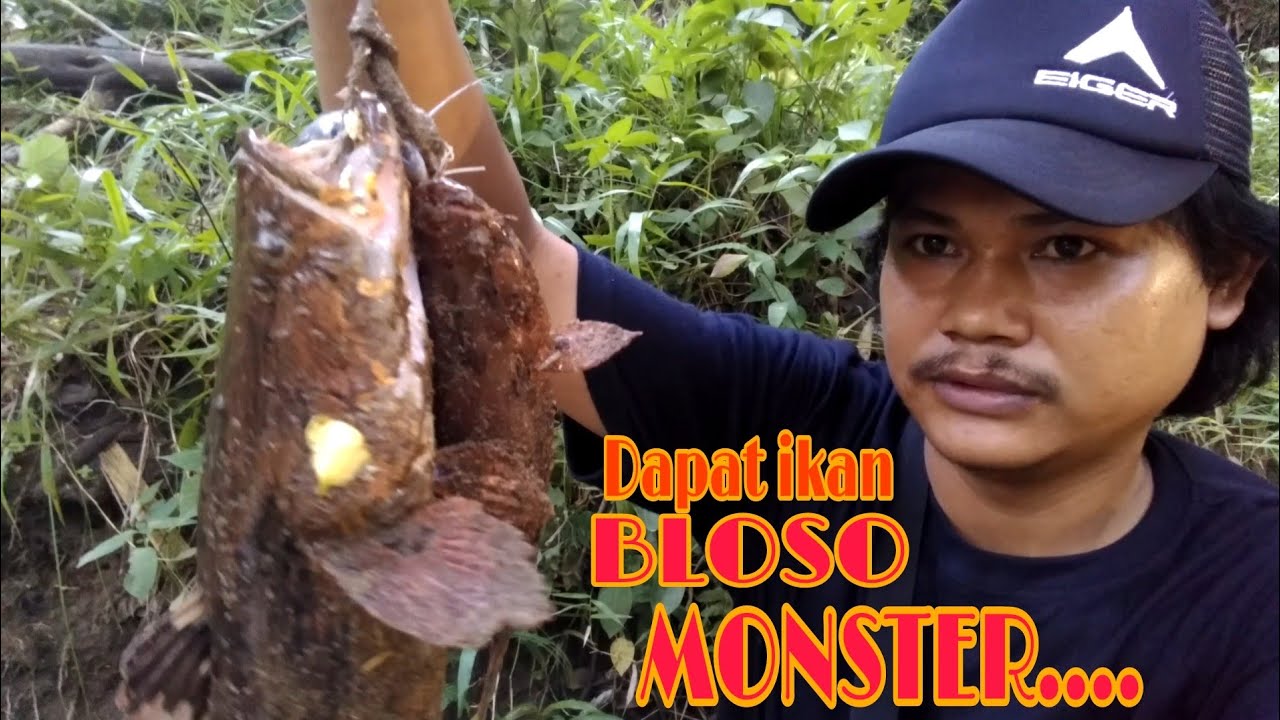 MANCING IKAN BLOSO - PAKAI UMPAN UDANG.