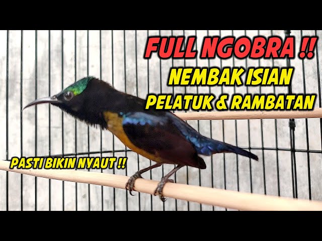 KONIN GACOR FULL NEMBAK ISIAN RAMBATAN BREN PANJANG, COCOK BUAT PANCINGAN KOLIBRI NINJA BIAR GACOR class=