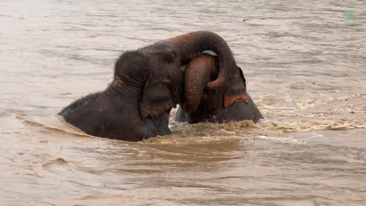 A New Family, A New Beginning for Elephant Mae Mai - ElephantNews