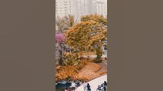 sultan, terpaksa aku lakukan #centralpark