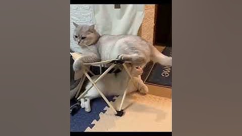 Những Khoảnh Khắc Thú Cưng Hài Hước Nhất - Bạn Sẽ Cười Ngất