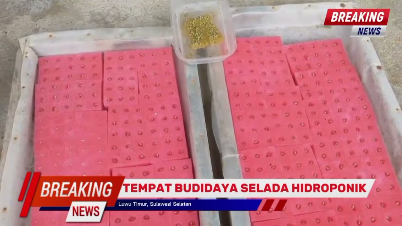  DI LUWU TIMUR SEORANG PETANI SUKSES MEMBUDIDAYAKAN SELADA HIDROPONIK