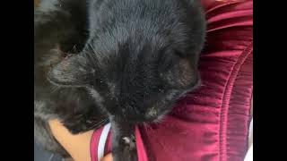 Funniest Animals 😂 Funniest Cats and Dogs May 2024 by Funny Pets 66 views 1 day ago 18 seconds