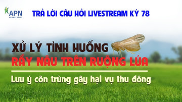 APN - TRẢ LỜI CÂU HỎI LIVESTREAM KỲ 78 - XỬ LÝ TÌNH HUỐNG RẦY NÂU TRÊN RUỘNG LÚA