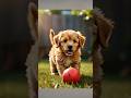 Cute dog #dog #doglover #animals #cute #shorts