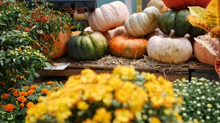Get It Growing: Time for fall color Get It Growing Fall Color Explained