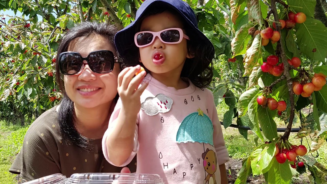 Sorell Fruit Farm @ Tasmania 23 Dec 2018