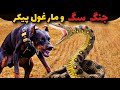 خطرناکترین حمله مارغول پیکربه سگ آیا سگ در برابر مار خطرناک نجات پیدا میکنه