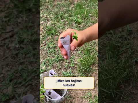 Video: ¡Semillitas que crecen!, historia bíblica para niños en español