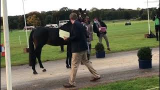 Prometheus - Thorsberton International CCI-L2*, TROT UP 2020