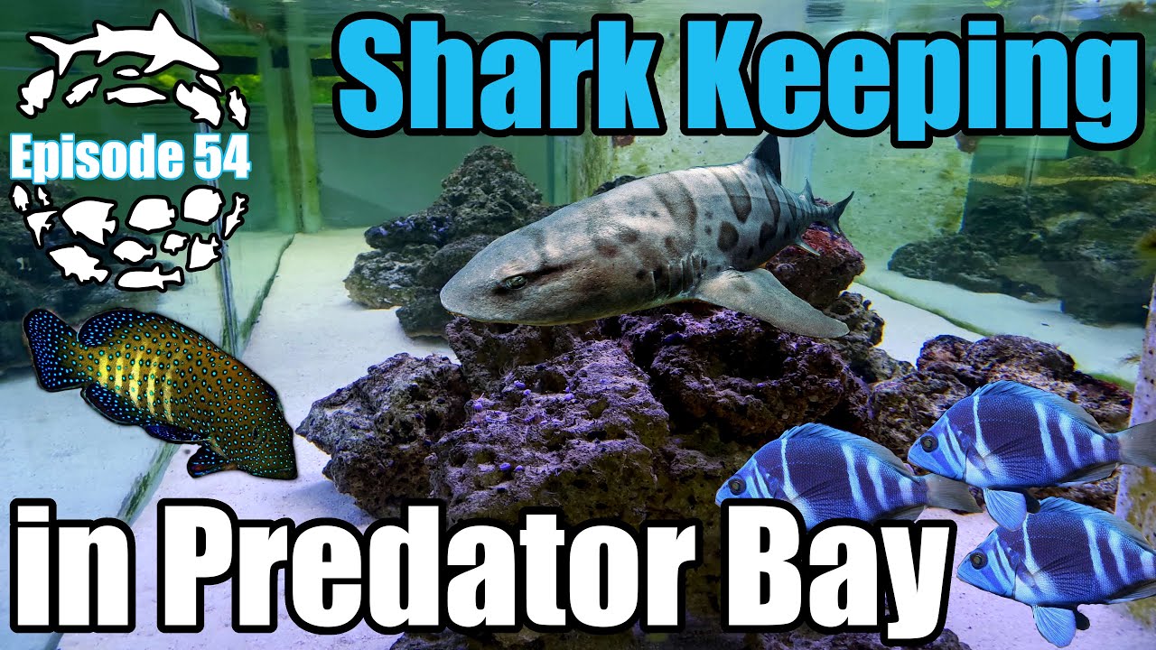 How to Keep & Care for Marine Sharks, Rays, Groupers & Eels in the home aquarium.