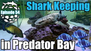 How to Keep & Care for Marine Sharks, Rays, Groupers & Eels in the home aquarium.