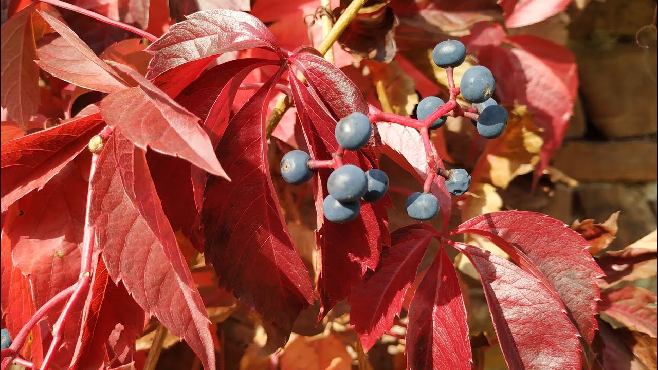 Virginia Creeper fruit (Parthenocissus quinquefolia) YouTube