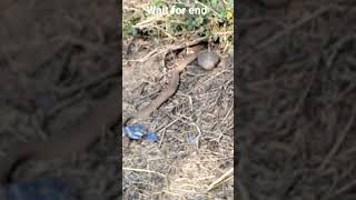 snake video #snake #snakevideo   #merikahaani